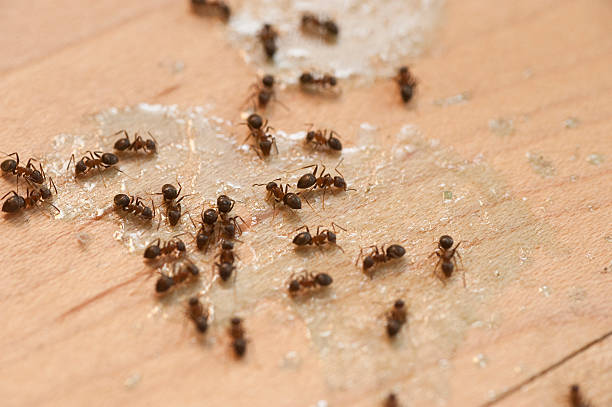 Best Bed Bug Extermination  in Esperance, WA